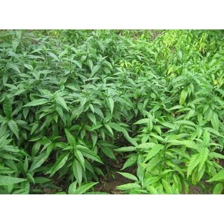 Cây giống hoàn ngọc (Đơn 5 Cây Giống)