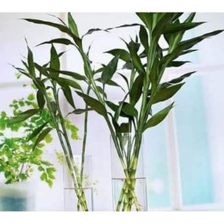 Cây phát lộc phát tài 50_60 cm