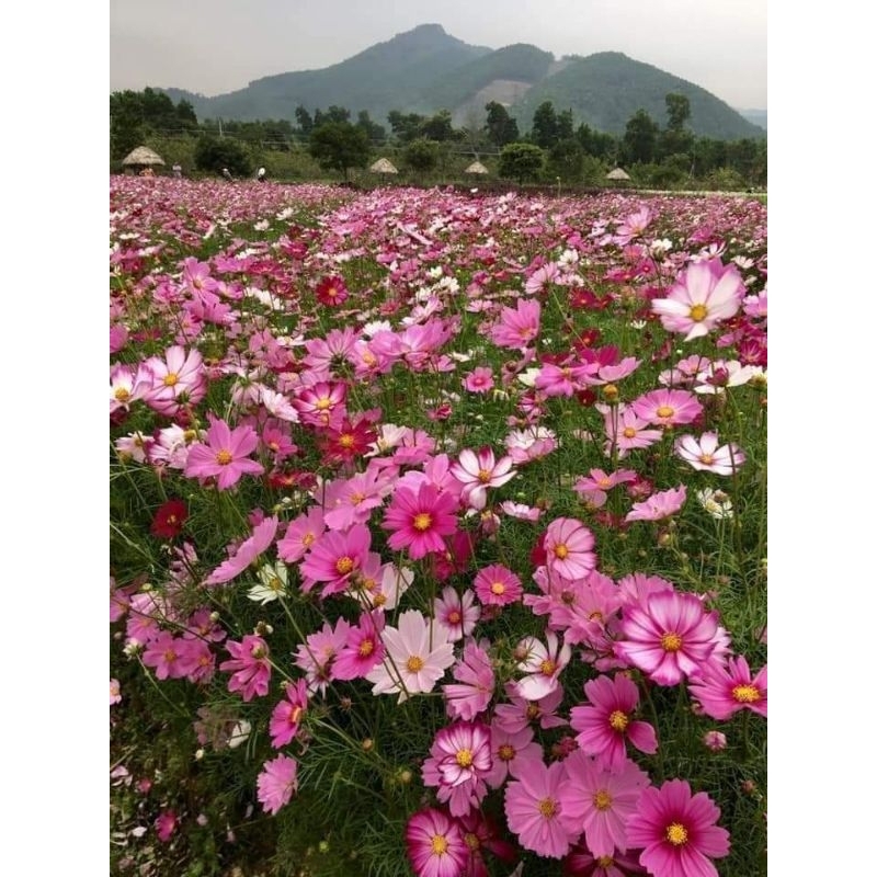 2.500 Hạt giống hoa sao nhái HỖN HỢP  mix màu/ nhiều màu
