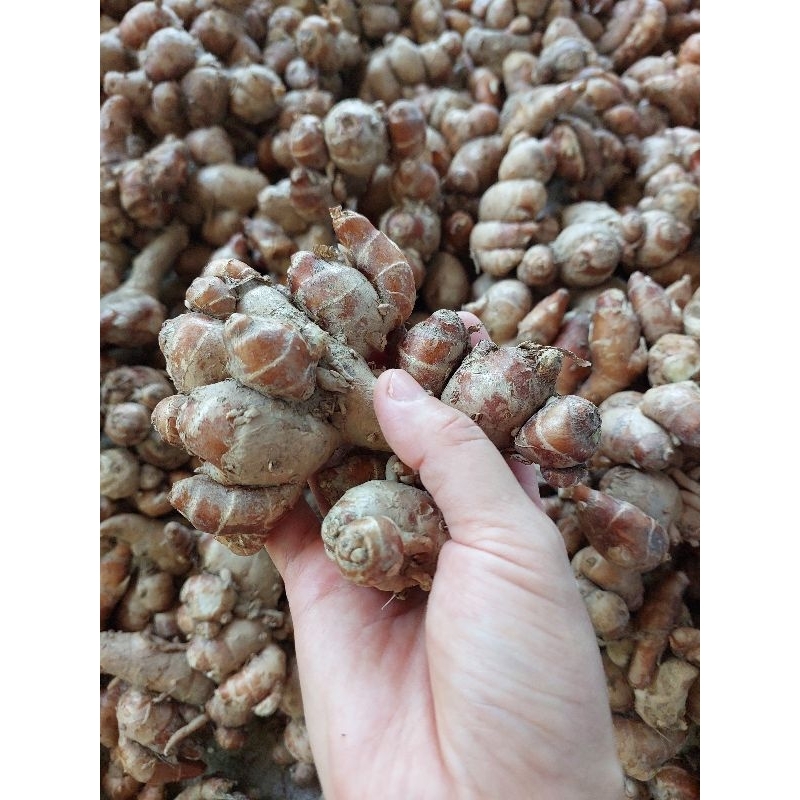 Củ sa cương/xá kiến tươi/xá kéng 1kg