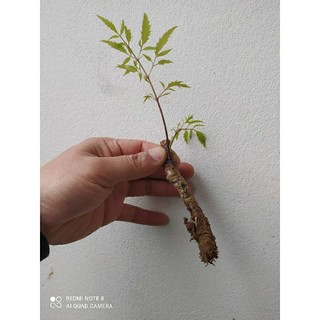 1 cành nhỏ đinh lăng tươi về giâm cành
