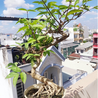 Mai chiếu thủy bonsai lá lớn GỐC GIÀ