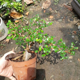 Cây sam trái bonsai