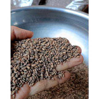 500gram hạt giống thông đuôi ngựa