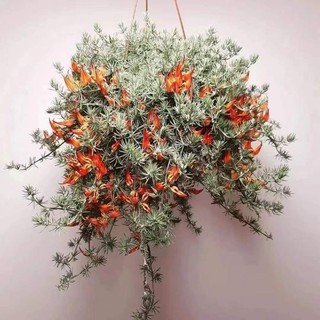 hoa mỏ vẹt ( phượng hoàng lửa húc phượng)