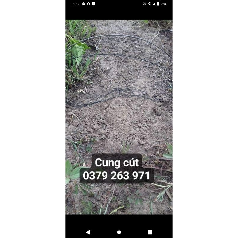 Cung bẫy chim cút siêu hiệu quả