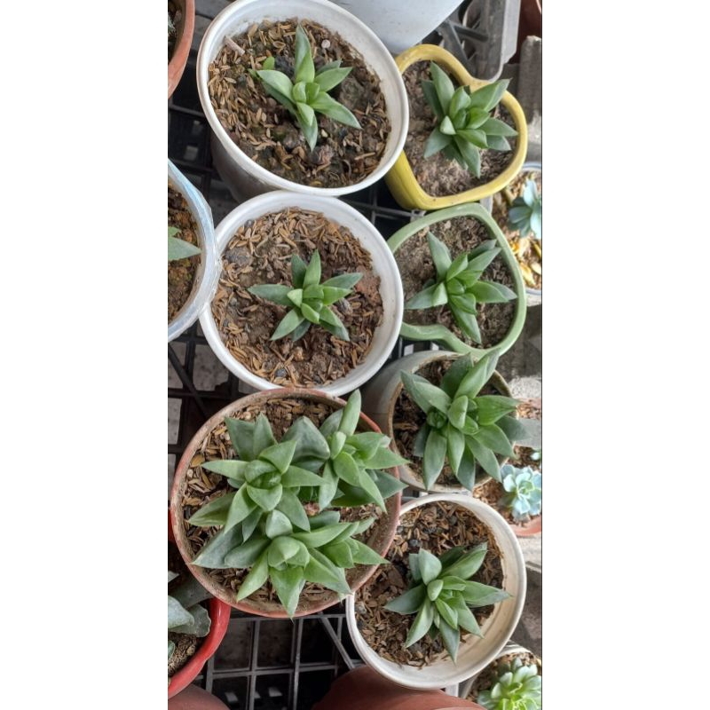 sen đá ngọc lá lớn từ 5 đến 20k