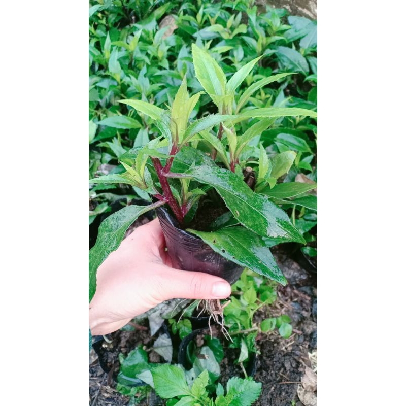 bầu giống rau lủi rừng