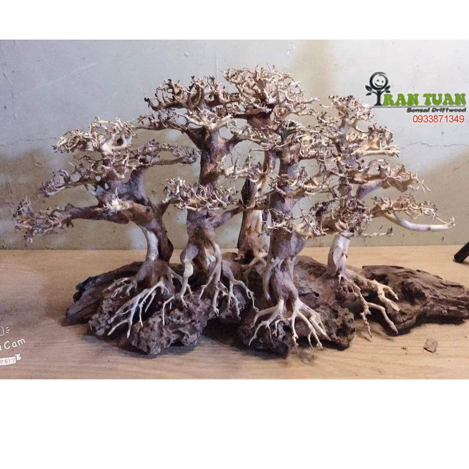 Cây gỗ lũa Bonsai dành cho hồ kích thước nhỏ