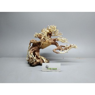 Cây gỗ Lũa Bonsai dáng đổ [Có 3 loại: 1 thân, 2 thân, đế đá ]