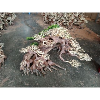 Cây gỗ Lũa Bonsai dáng đổ