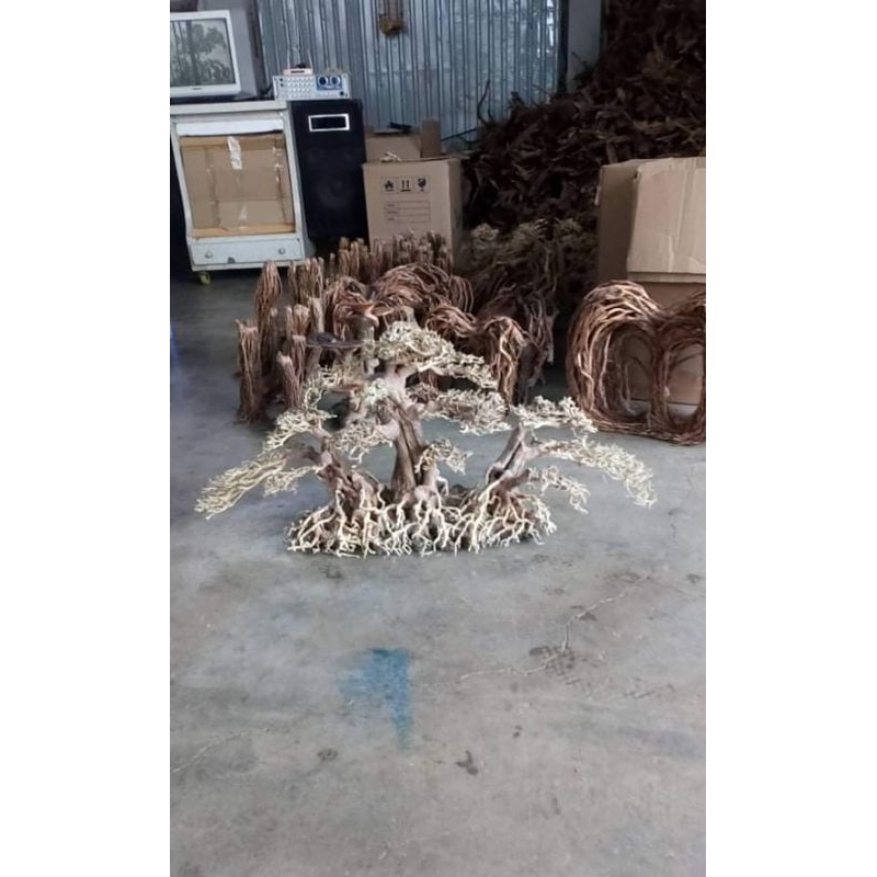 Cây gỗ lũa bonsai cho hồ kích thước lớn