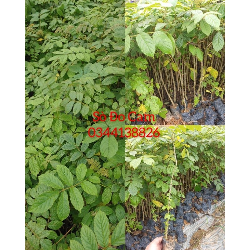 Cây giống Sò Đo Cam(mua 10 tặng 1)