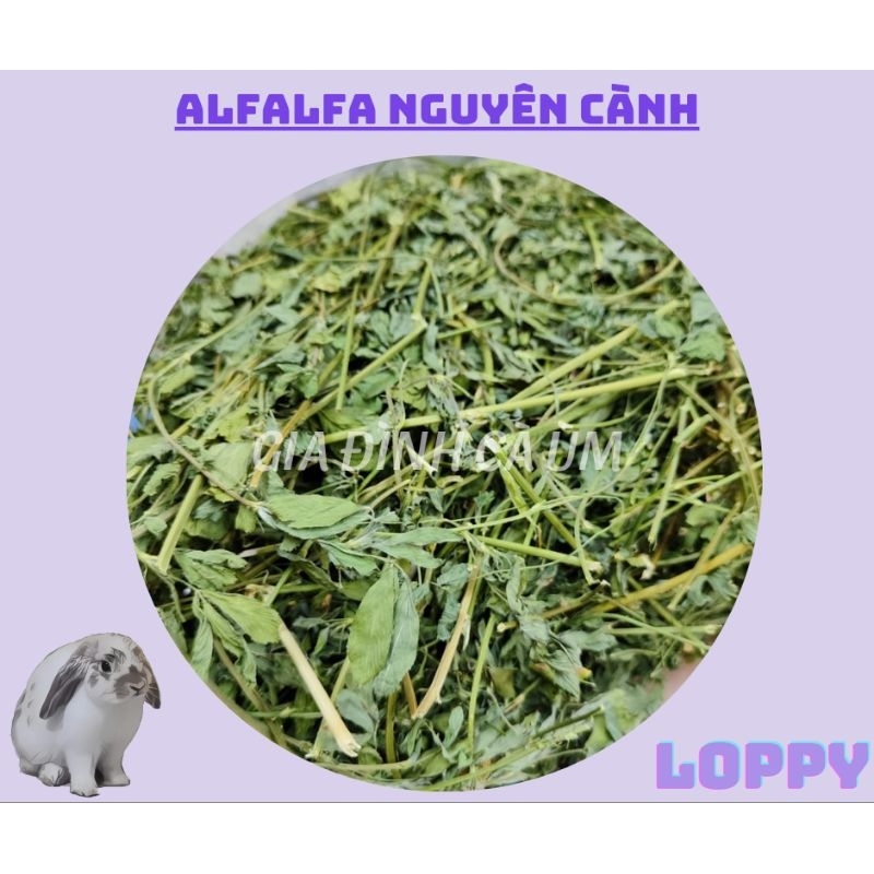 Alfalfa nguyên cành cho thỏ/chuột lang dưới 6 tháng