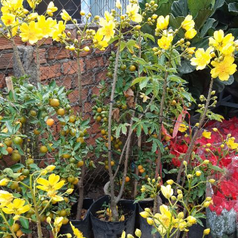 Mai hoa đăng siêu bông cao trên 40cm