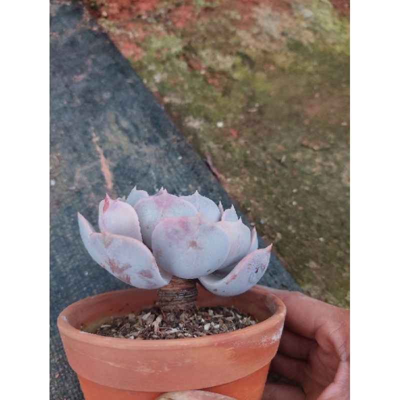 Sen đá cổ thụ đất hồng Đà Lạt