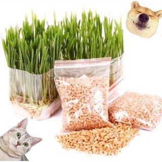 Hạt giống cỏ mèo cao cấp 100gr