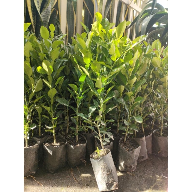 Cây chanh thái. cây chúc,cây lá số 8 giá 20k/cây