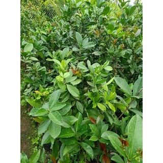 cây chery Brazil loại lớn
