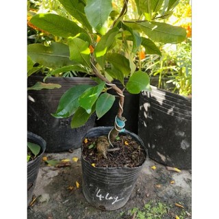 Mai cúc tứ long (cao 30 - 50cm)
