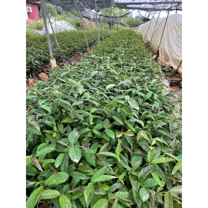 Cây giống Ba Kích Tím