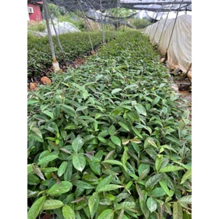 Cây giống Ba Kích Tím (mua 10 tặng 1)