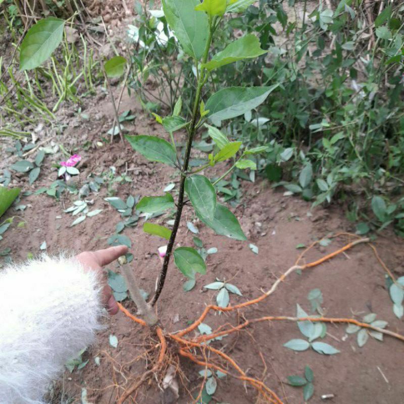 Cây lá Cách, cây Vọng Cách