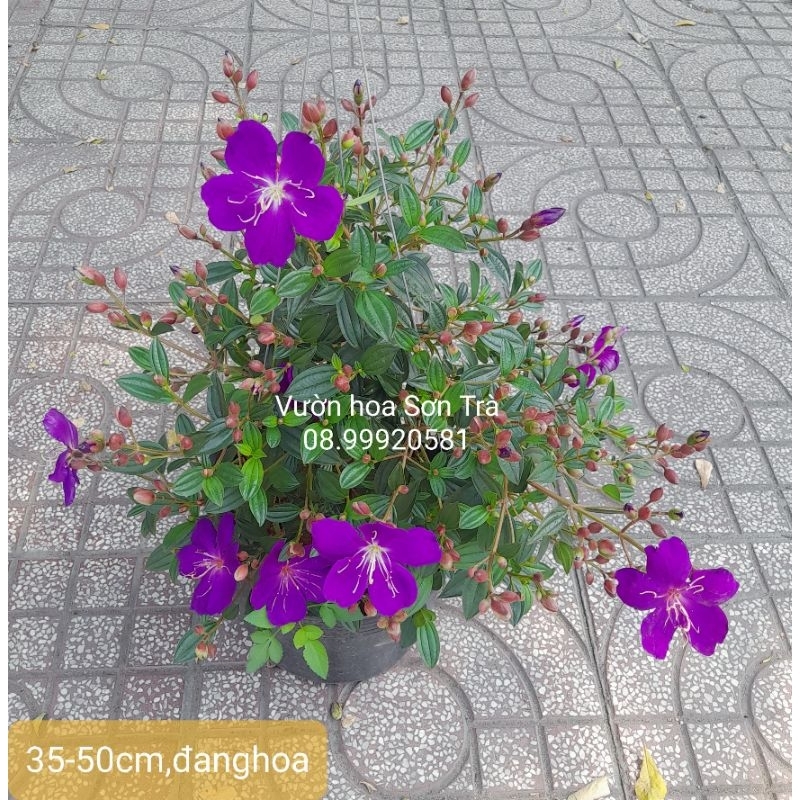 (Q.8 - GIAO 1-3H) Cây HOA SIM THÁI (Hoa mua Thái)đang hoa.