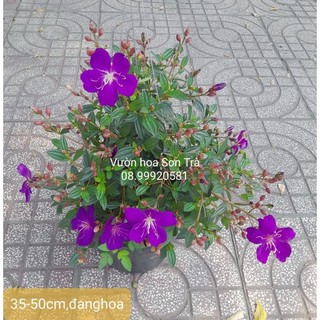 (Q.8 - GIAO 1-3H) Cây HOA SIM THÁI (Hoa mua Thái)đang hoa.