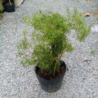 Cây đinh lăng lá nhuyễn cao 30-40cm