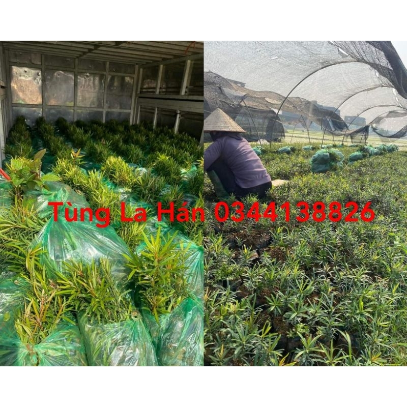 Cây giống Tùng La Hán(mua 10 tặng 1)