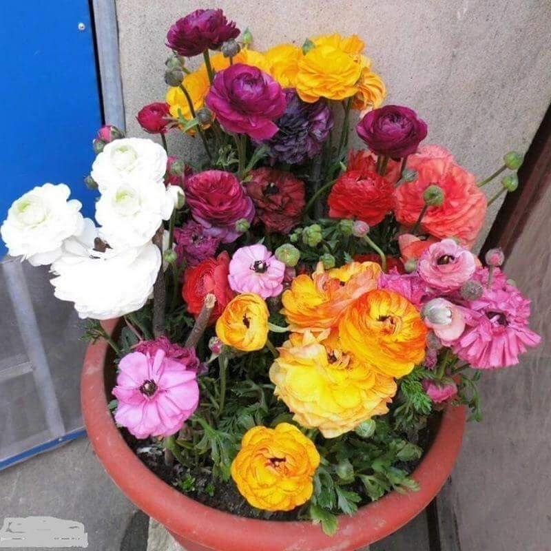 1 củ hoa mao lương