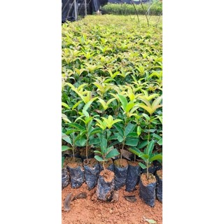combo 5 caygiong Mộc hương  hoa thơm nức