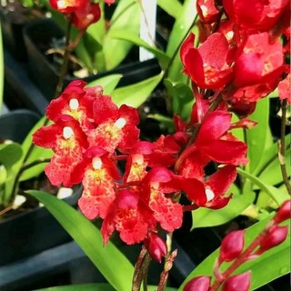 Vũ nữ lava đỏ trưởng thành sắp hoa