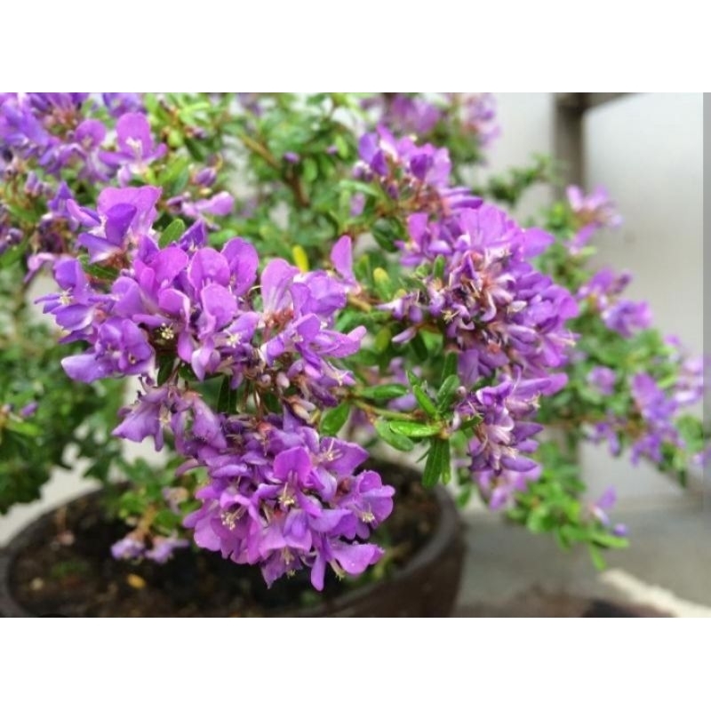 Cây linh sam 86 lá rí, tạo bonsai, siêu dễ trồng dễ