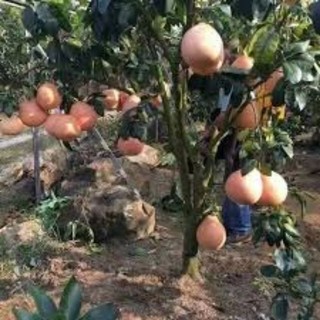 Cây Giống Bưởi Đỏ Phúc Kiến(Video Ảnh Thật)