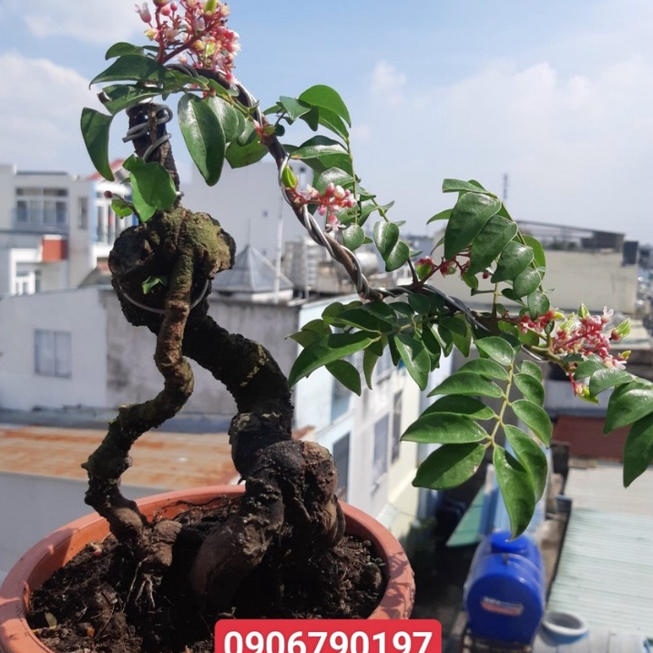 Cây khế NHẬT bonsai SIÊU TRÁI
