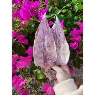 sét mực khô 10 con