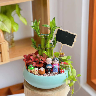 COMBO 2 SET cây TÀI LỘC