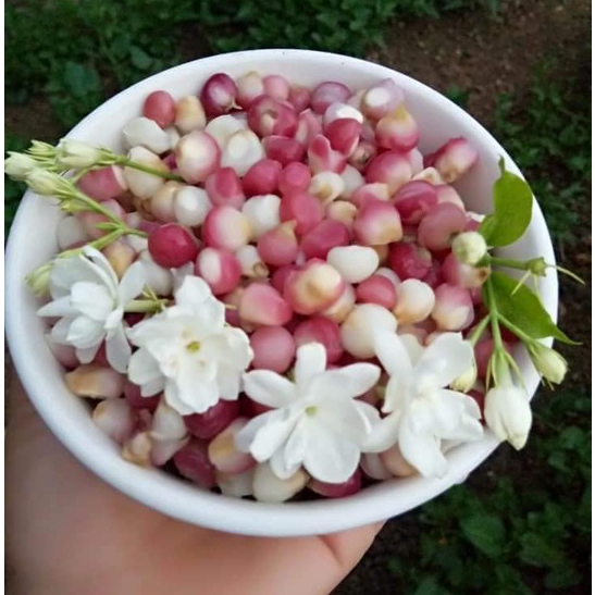 Ngô nếp nương tím bung Điện Biên 1kg❤️giá tại xưởng❤️ Tmart- thực phẩm sạch