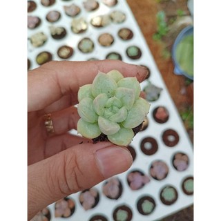 Sen đá liên đài mini size vỉ 5cm. lỗi 1 đổi 1. đẫ thuần khí hậu nóng. mua 10 tặng 1