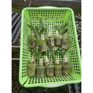 Hoa lan thiên nga đen giống