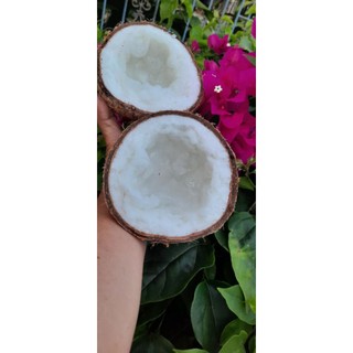 Dừa Sáp đặt Sản Trà Vinh