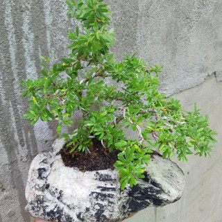 Linh sam bonsai HÒN NON BỘ