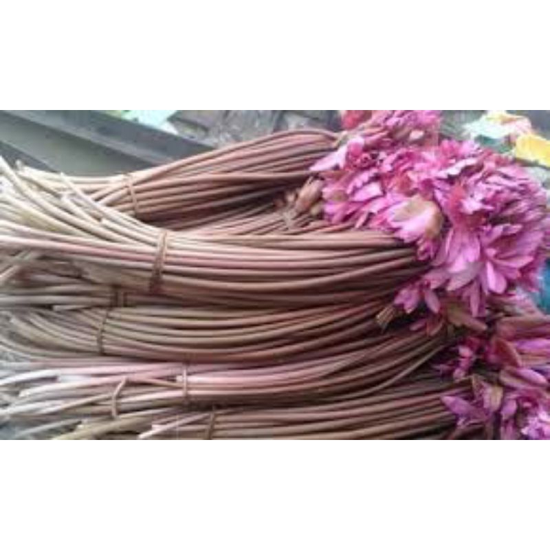 10 củ giống hoa súng ăn ngó