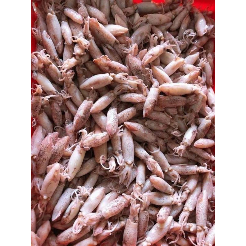 Ship HN _ hộp 500g mực sim hấp sơ