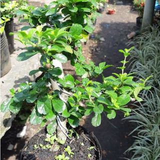 Cây trà phúc kiến bonsai mini