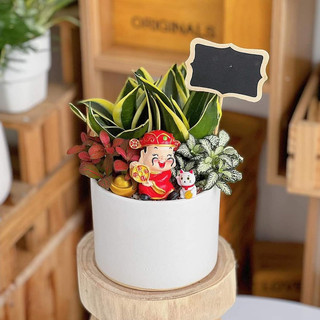 COMBO 2 SET cây TÀI LỘC
