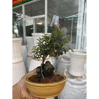 Hồng ngọc mai bonsai ôm đá