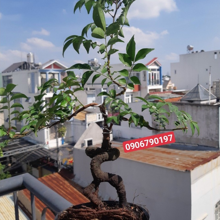 Cây khế NHẬT bonsai SIÊU TRÁI